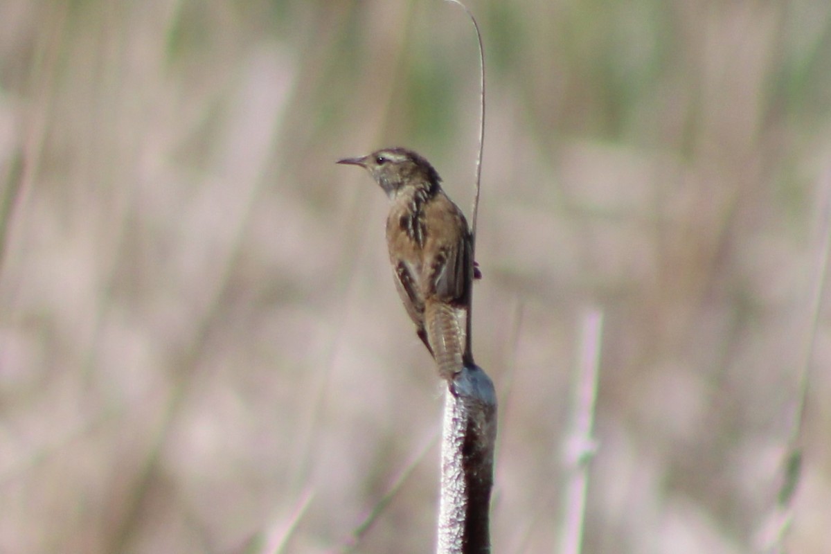 Marsh Wren (plesius Group) - ML613579660