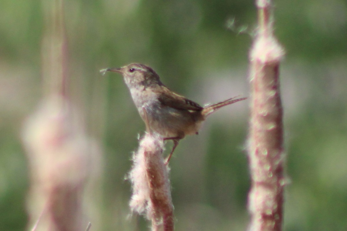 Marsh Wren (plesius Group) - Sean Cozart