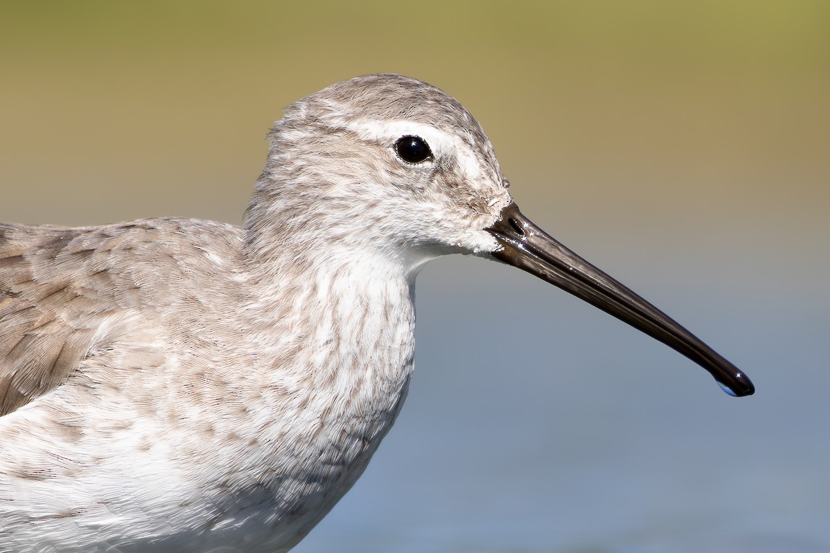 Stilt Sandpiper - ML613579665