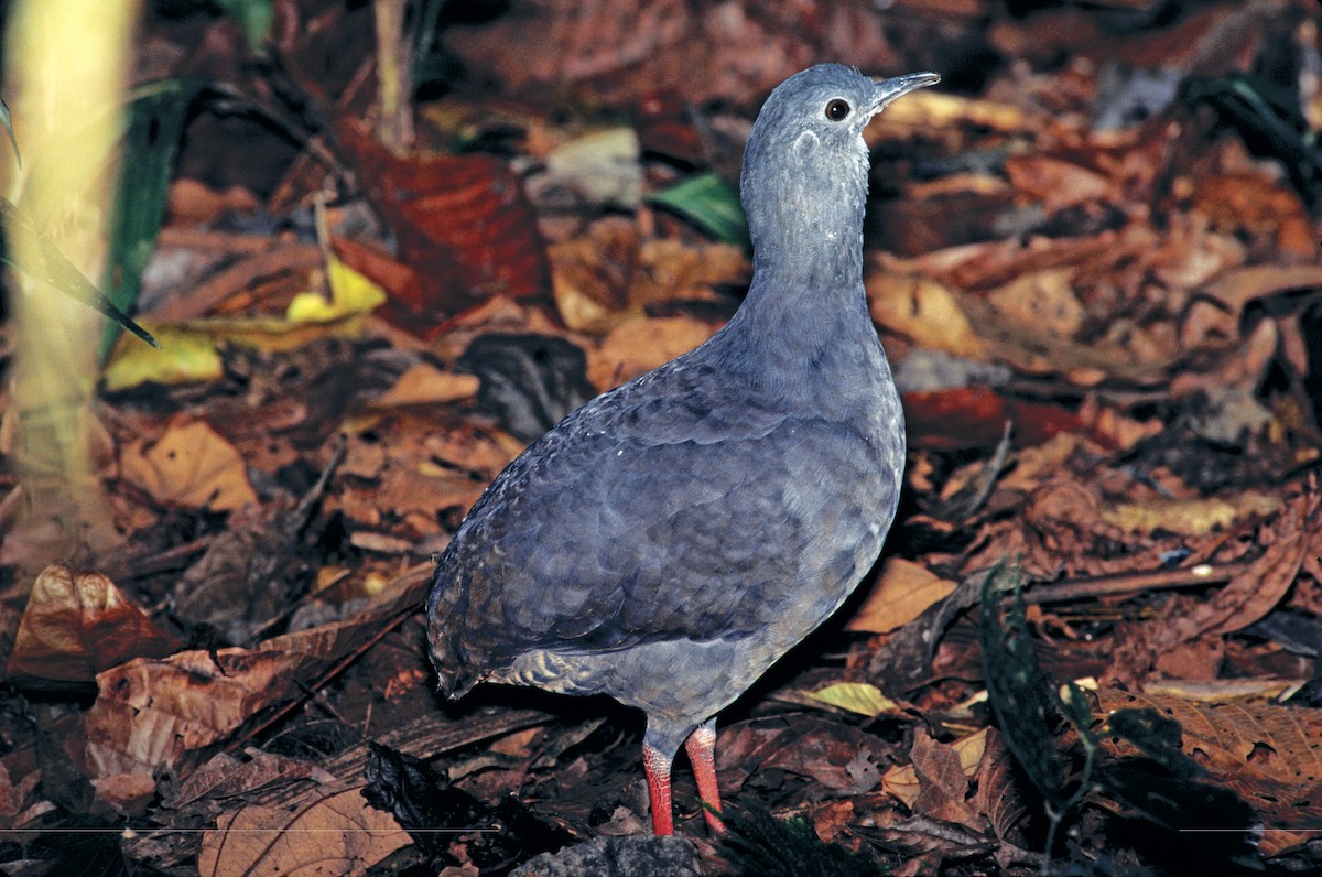 Slaty-breasted Tinamou - ML613579666