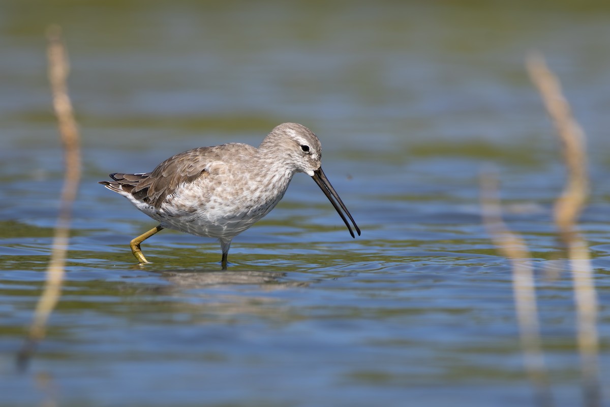 Stilt Sandpiper - ML613579673