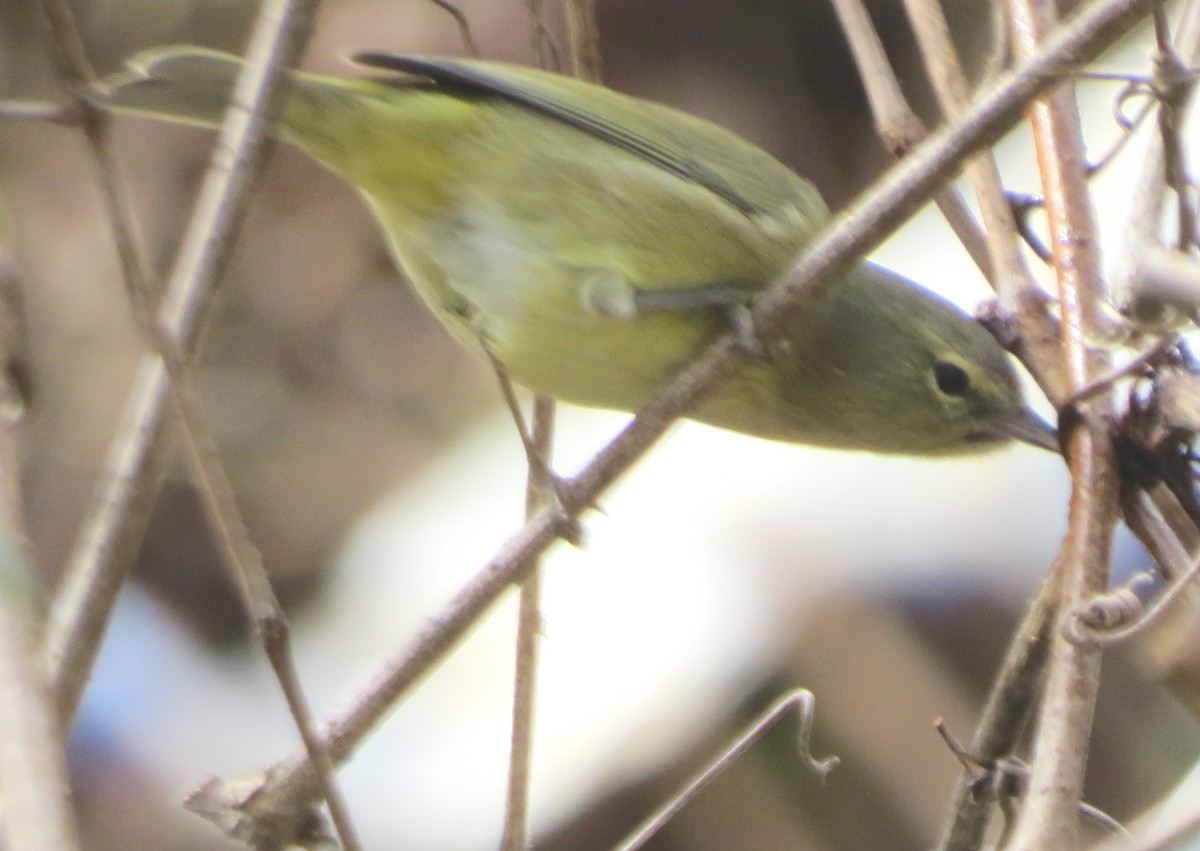 Orange-crowned Warbler (Gray-headed) - ML613579757