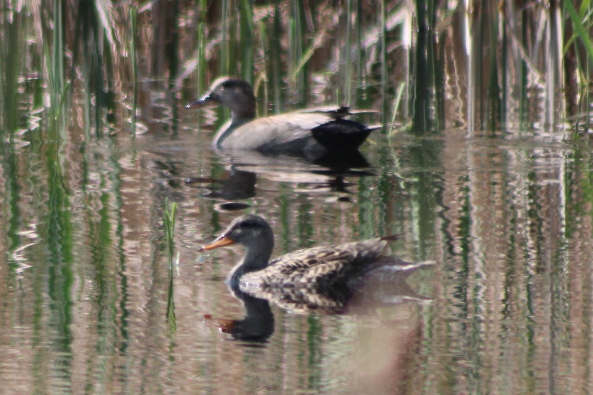 Gadwall - ML613579764