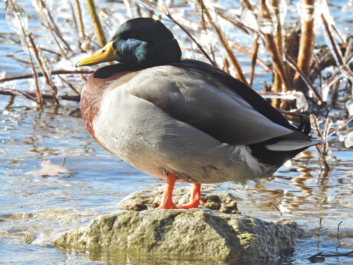 Canard colvert - ML613579770