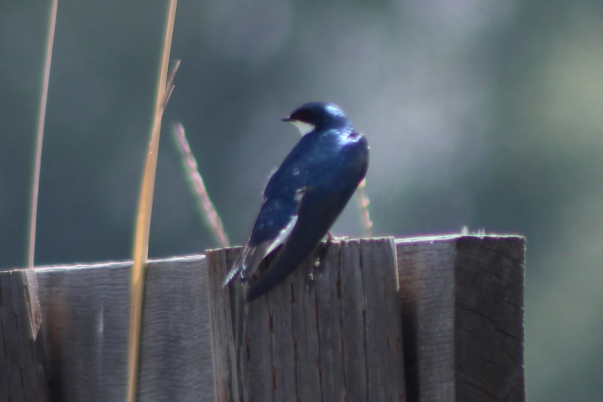 Tree Swallow - Sean Cozart