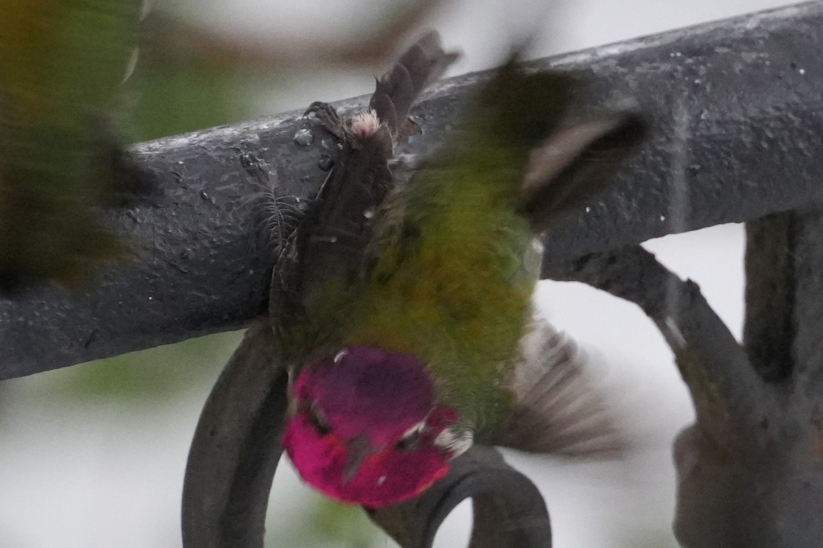 Anna's Hummingbird - ML613579904