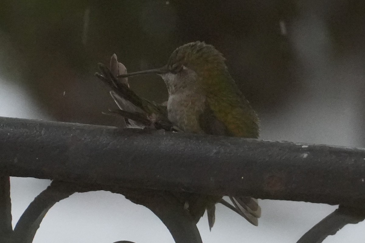 Anna's Hummingbird - ML613579906