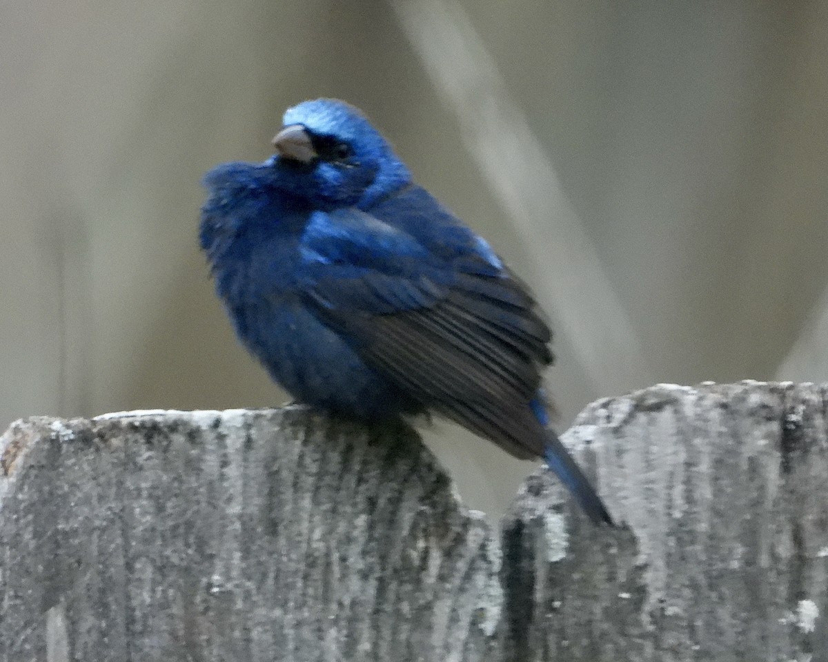 Blue Bunting - ML613579923