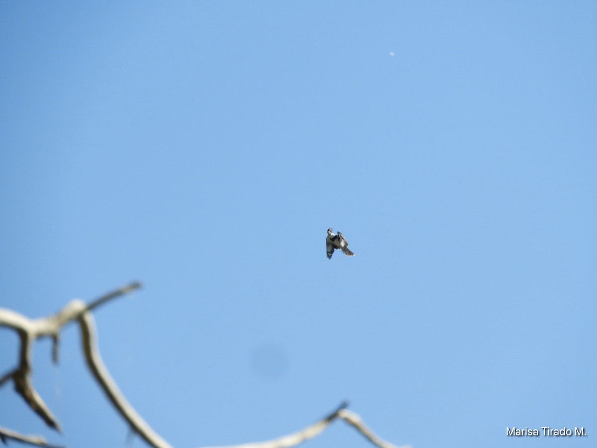 Belted Kingfisher - Marisa Tirado