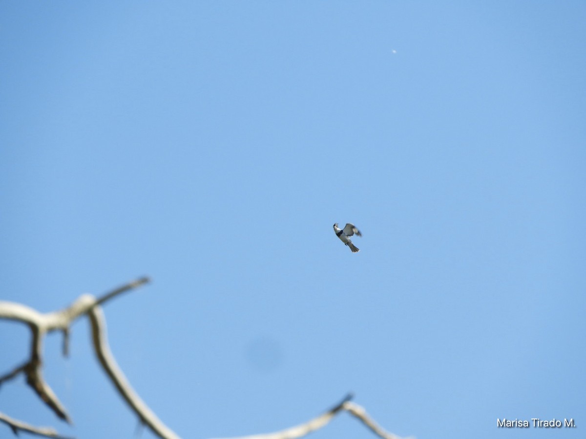 Belted Kingfisher - Marisa Tirado