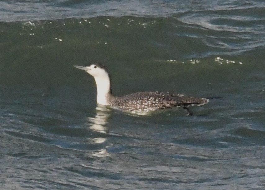 Sterntaucher - ML613580070