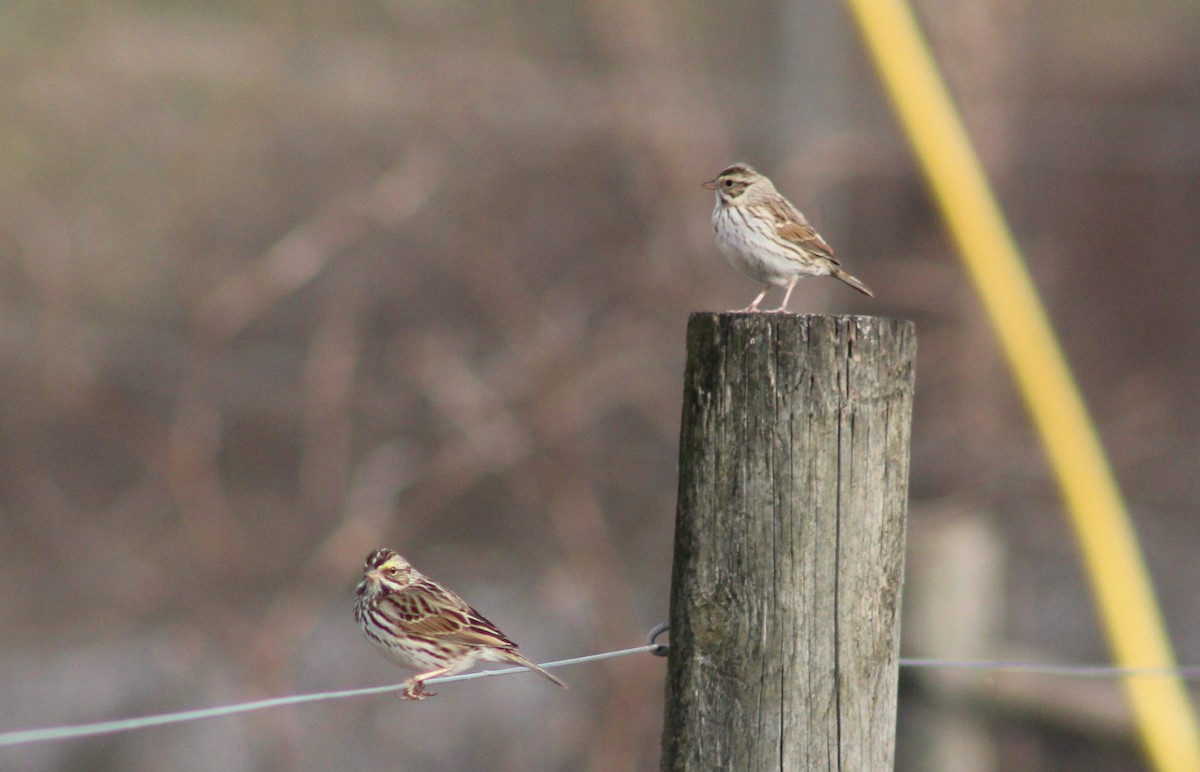 Savannah Sparrow - ML613580096