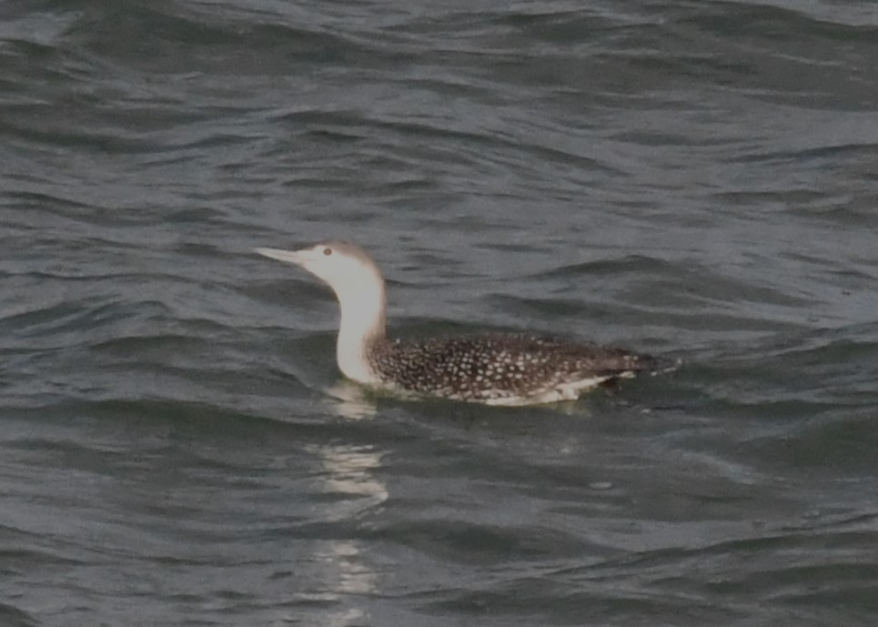 Sterntaucher - ML613580110