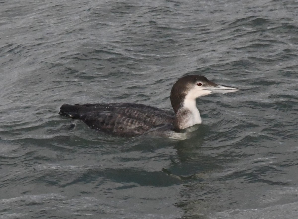 Common Loon - ML613580139