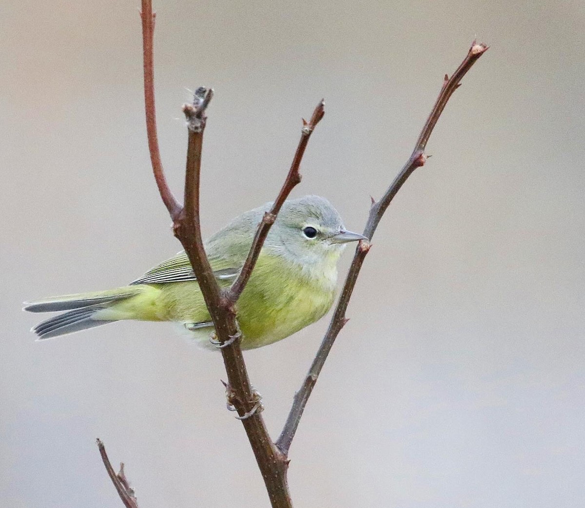 Orange-crowned Warbler - ML613580160