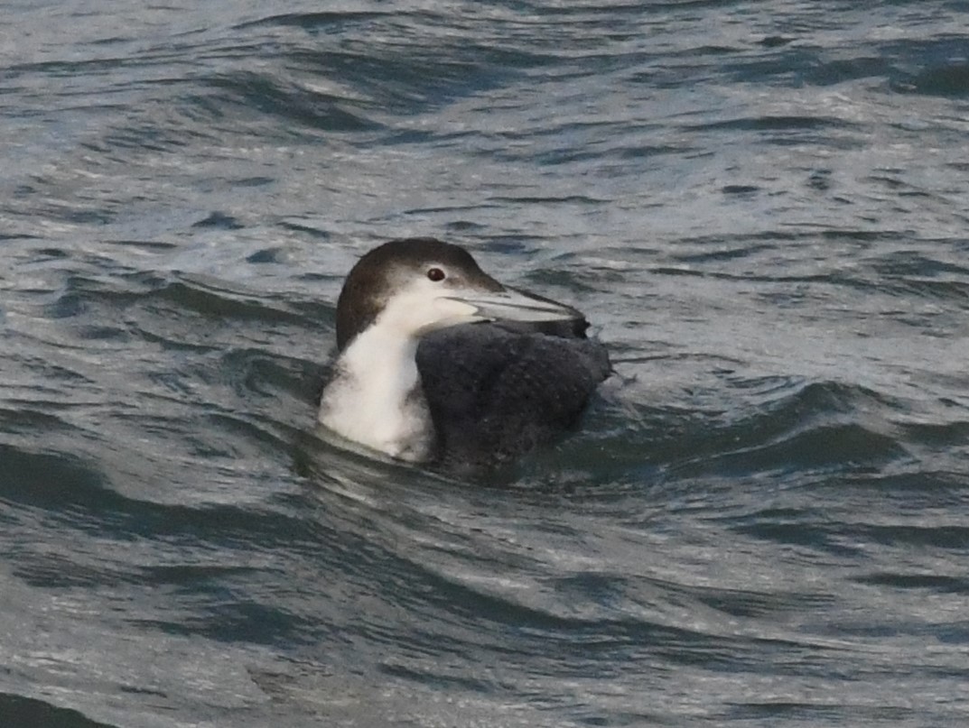 Common Loon - ML613580167