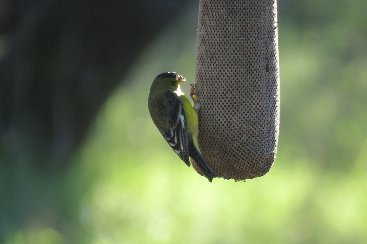 Lesser Goldfinch - ML613580215