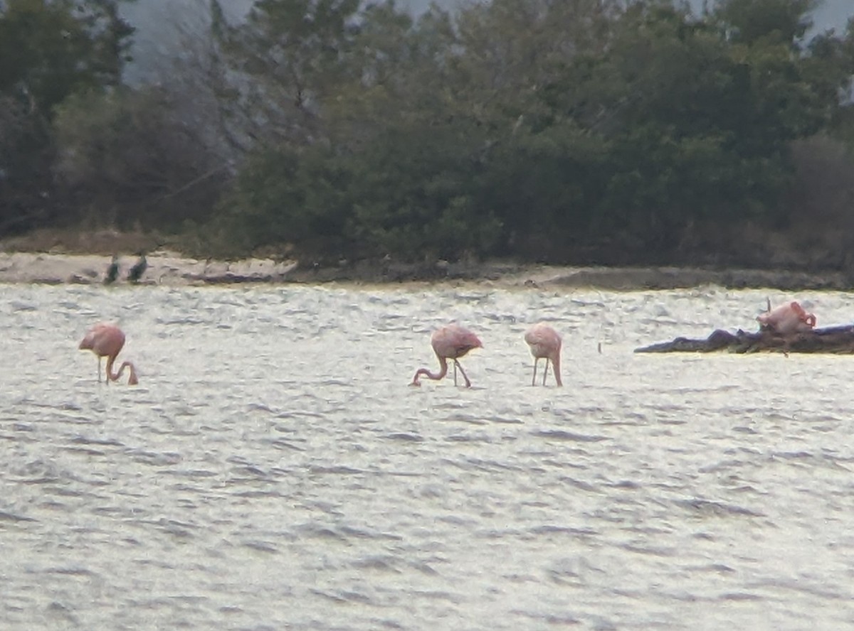 American Flamingo - ML613580301