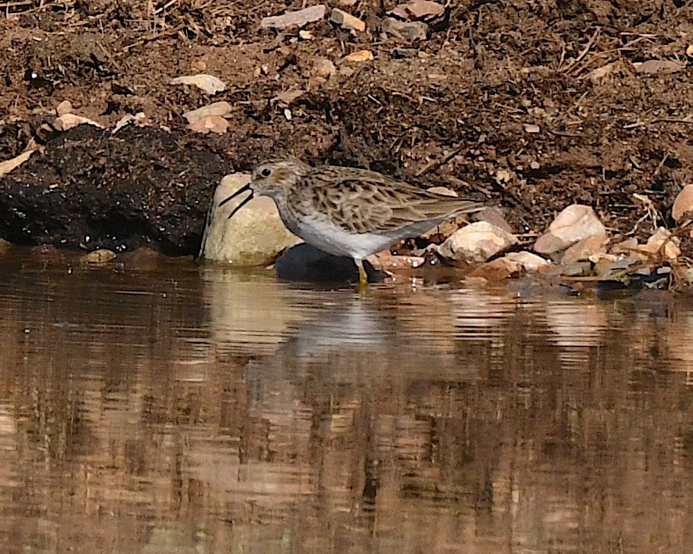 Least Sandpiper - ML613580348