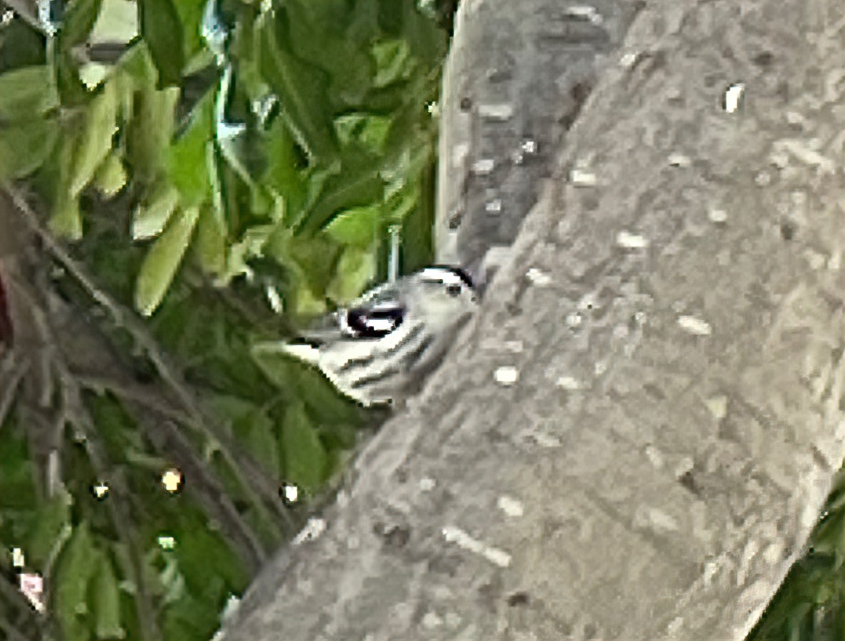 Black-and-white Warbler - ML613580361