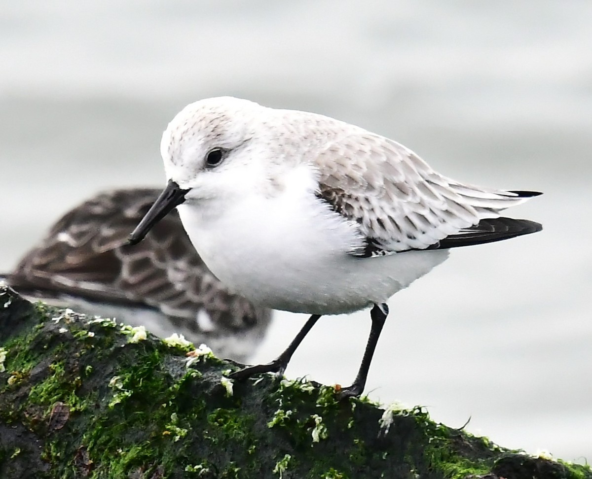 Sanderling - MJ Heatherington