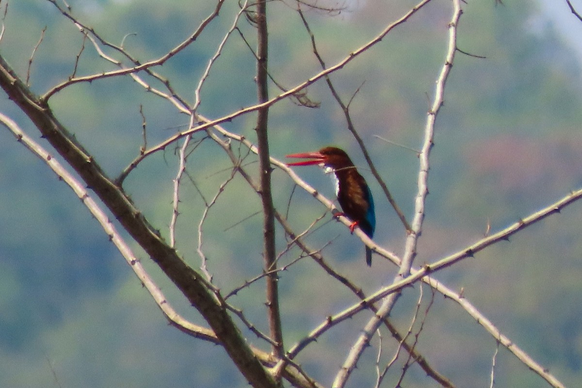 White-throated Kingfisher - ML613580426