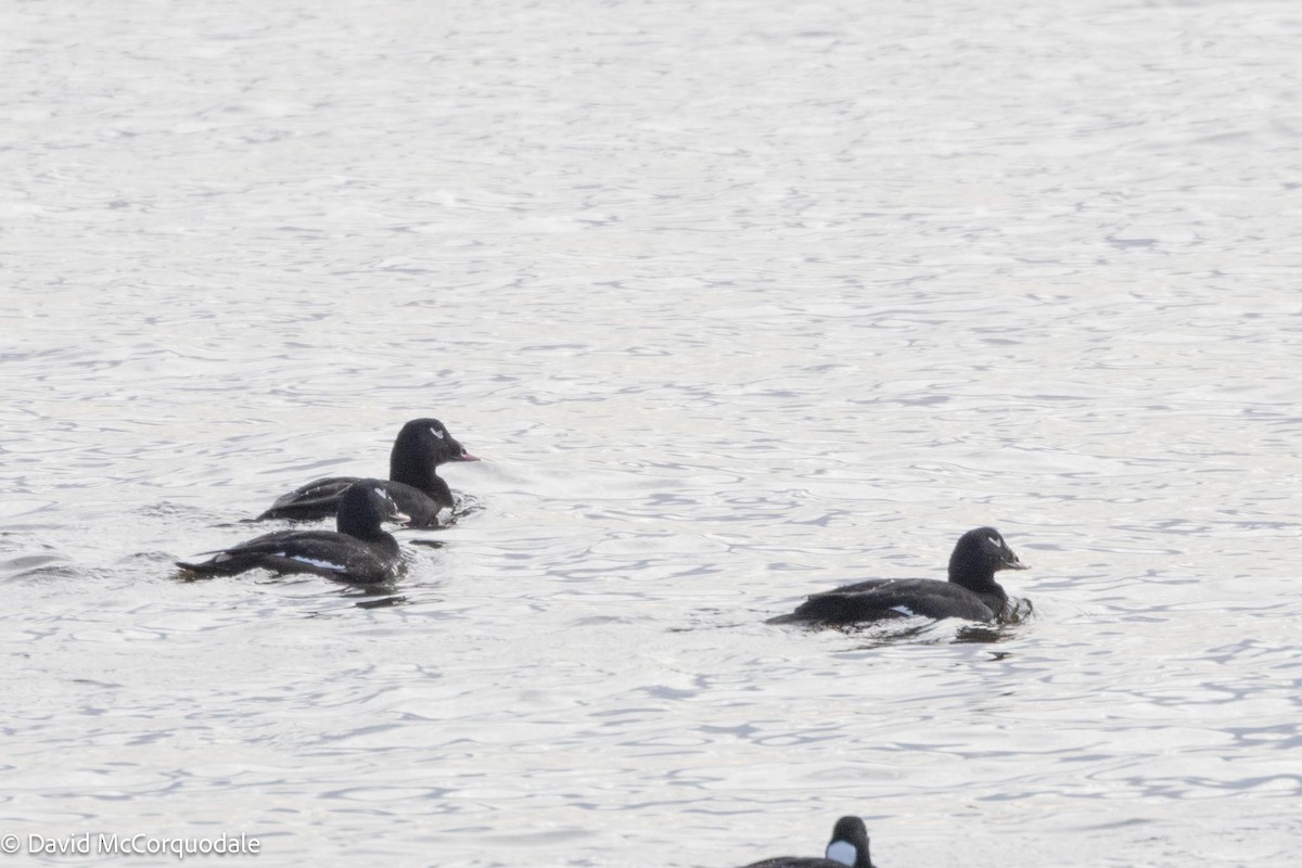 White-winged Scoter - ML613580443