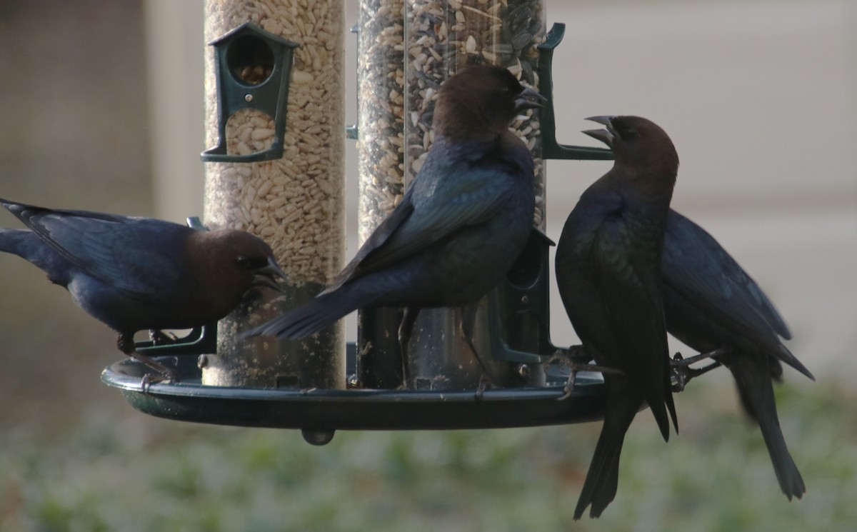 Brown-headed Cowbird - ML613580453