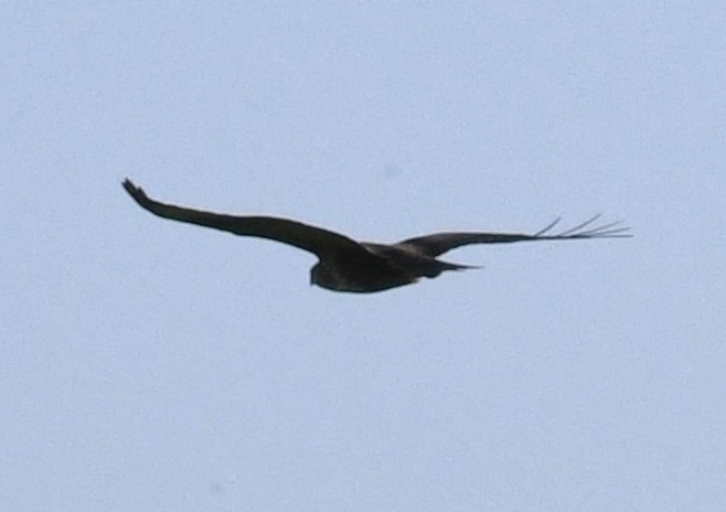 Common Buzzard (Azores) - Zachary Peterson