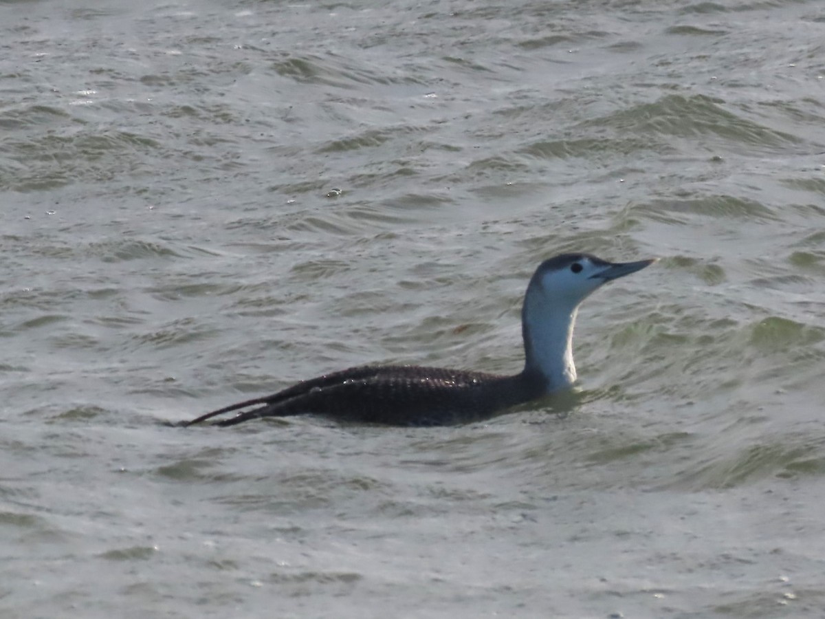 Red-throated Loon - ML613580567
