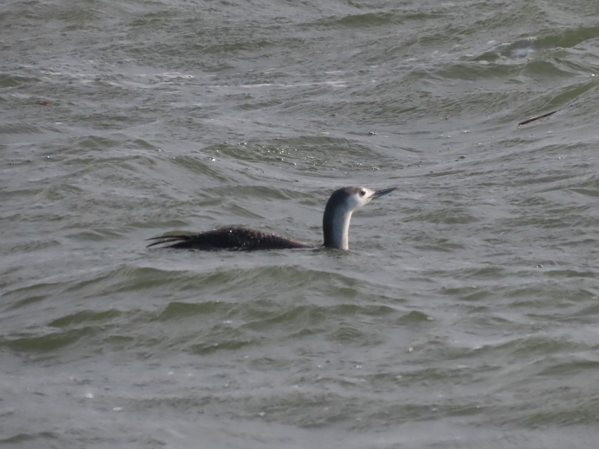Red-throated Loon - ML613580568