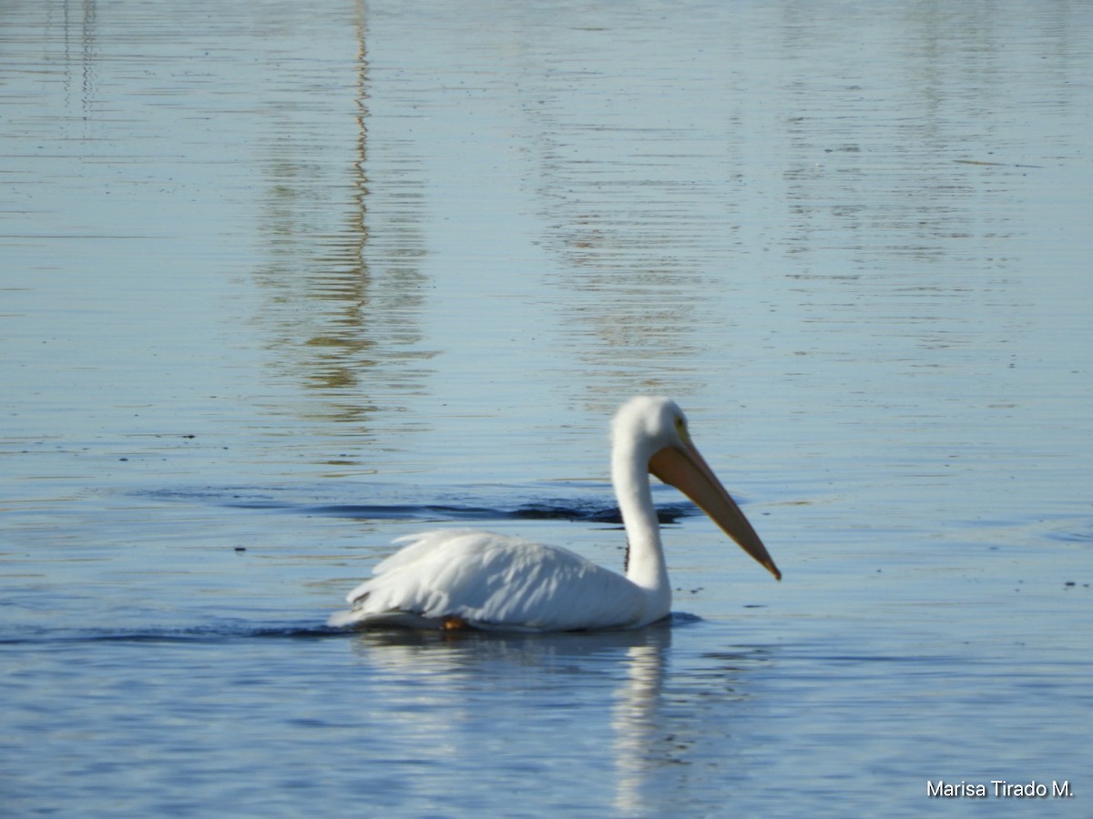 American White Pelican - ML613580654