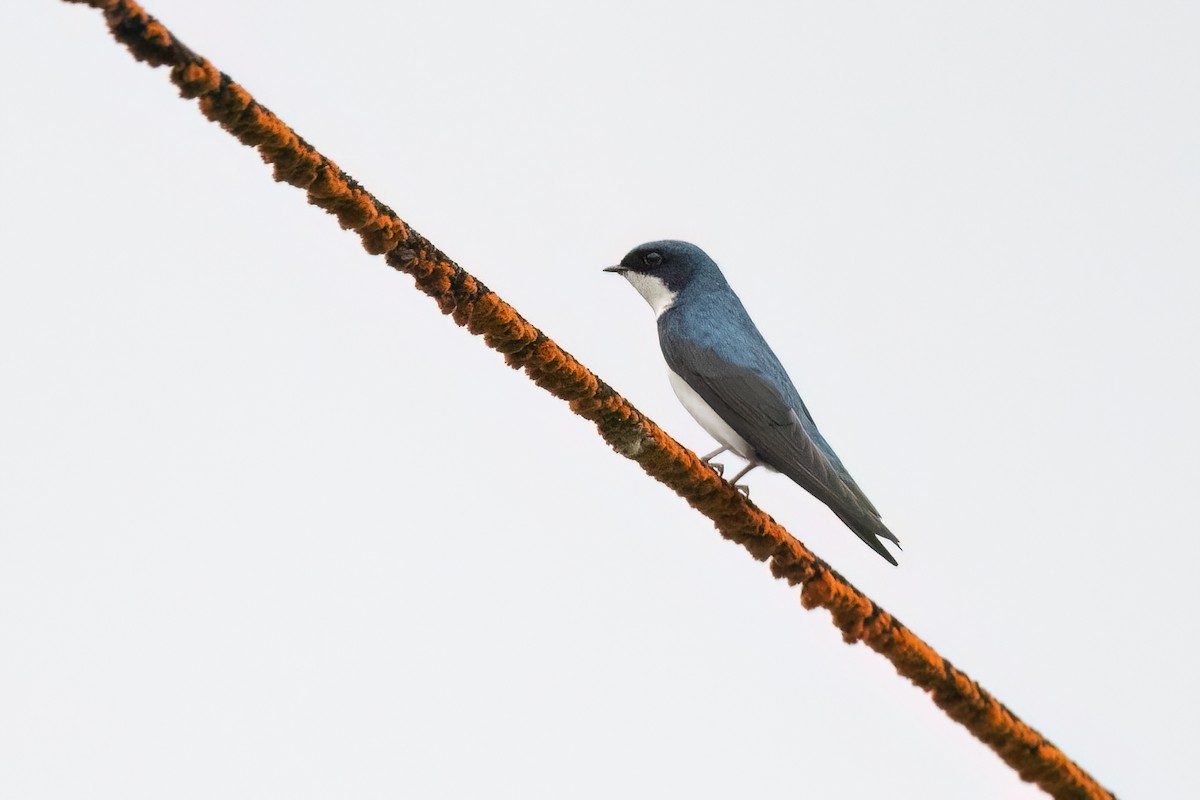 Blue-and-white Swallow - ML613580716