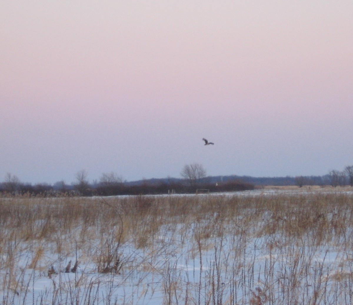 Short-eared Owl - Jean Lemoyne