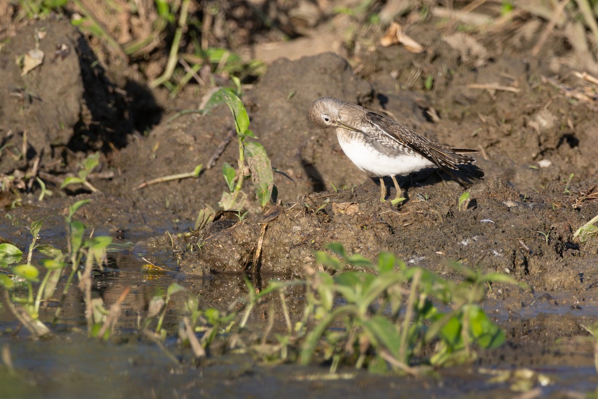 Solitary Sandpiper - ML613580784