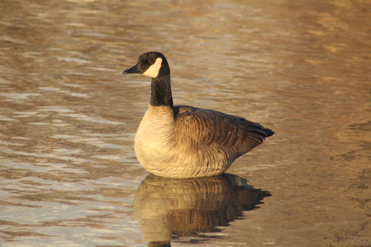 Canada Goose - Jonah Hall