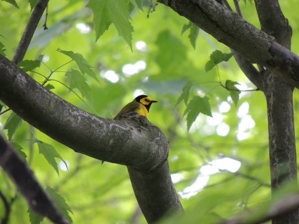 Hooded Warbler - ML613580919