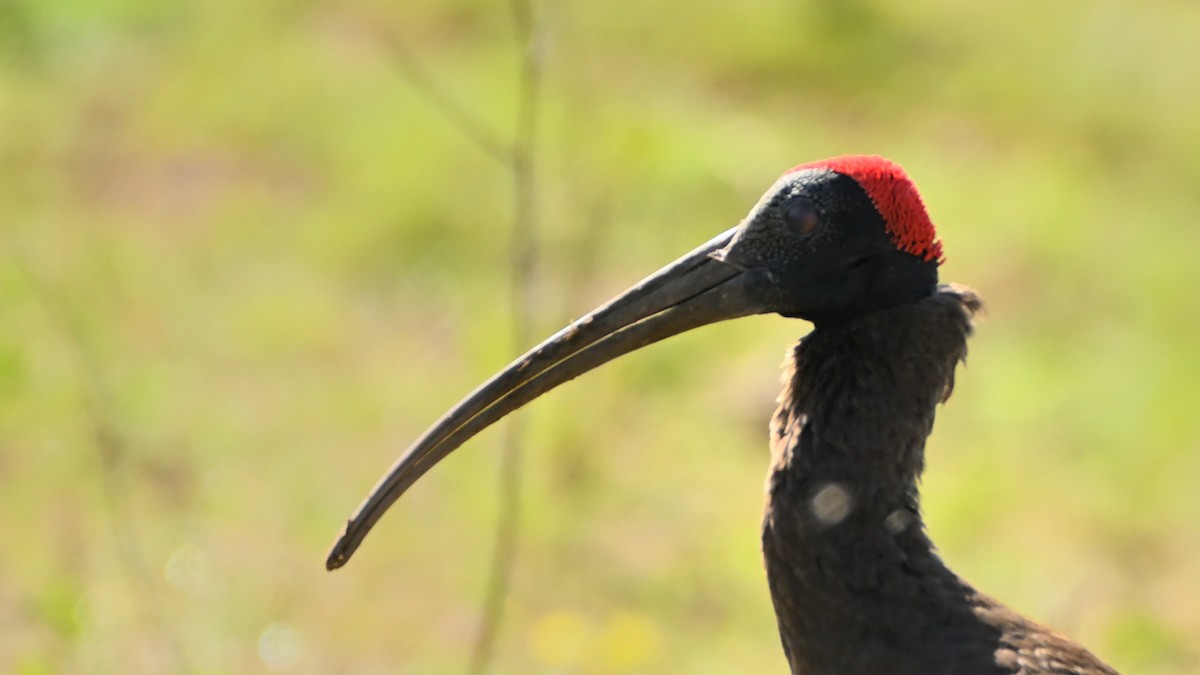 Red-naped Ibis - ML613580965