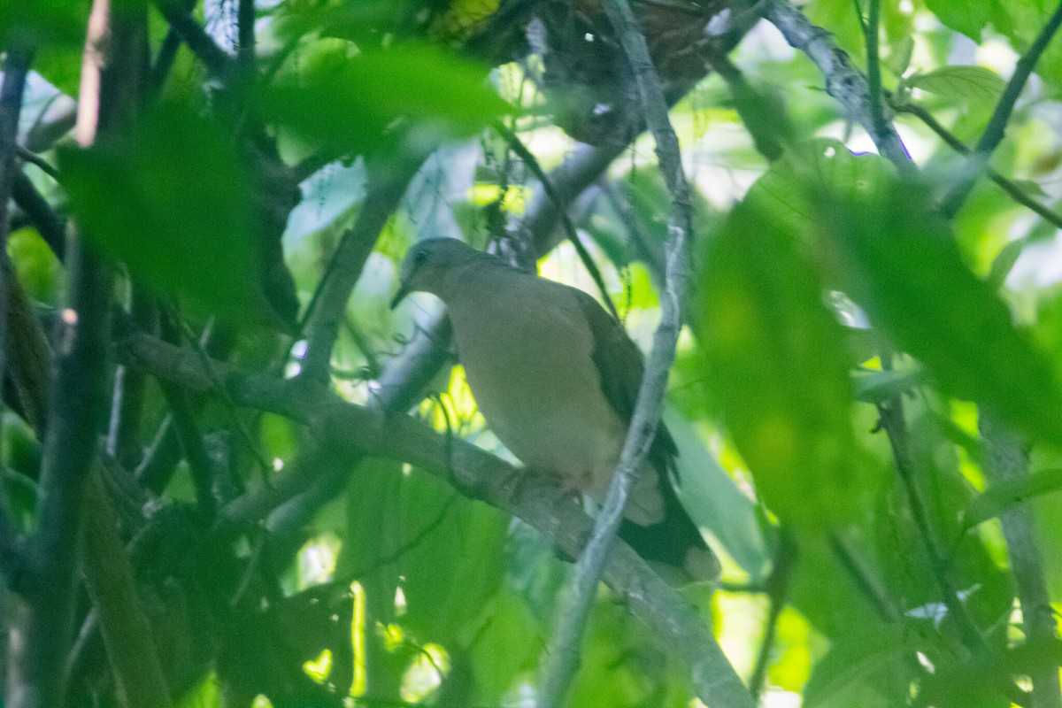 White-tipped Dove - ML613581023