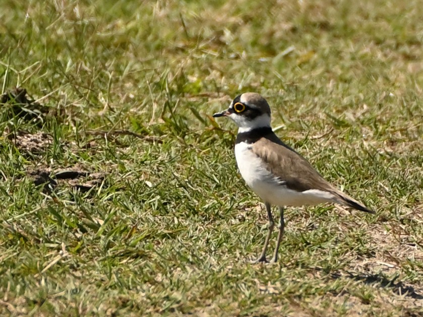 Little Ringed Plover - ML613581036