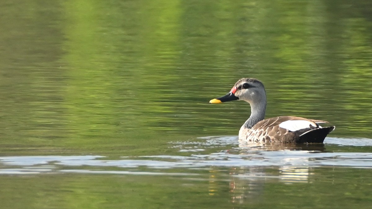 Indian Spot-billed Duck - ML613581046