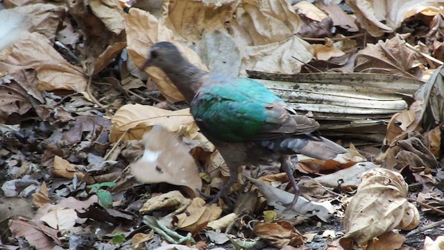 Asian Emerald Dove - ML613581118