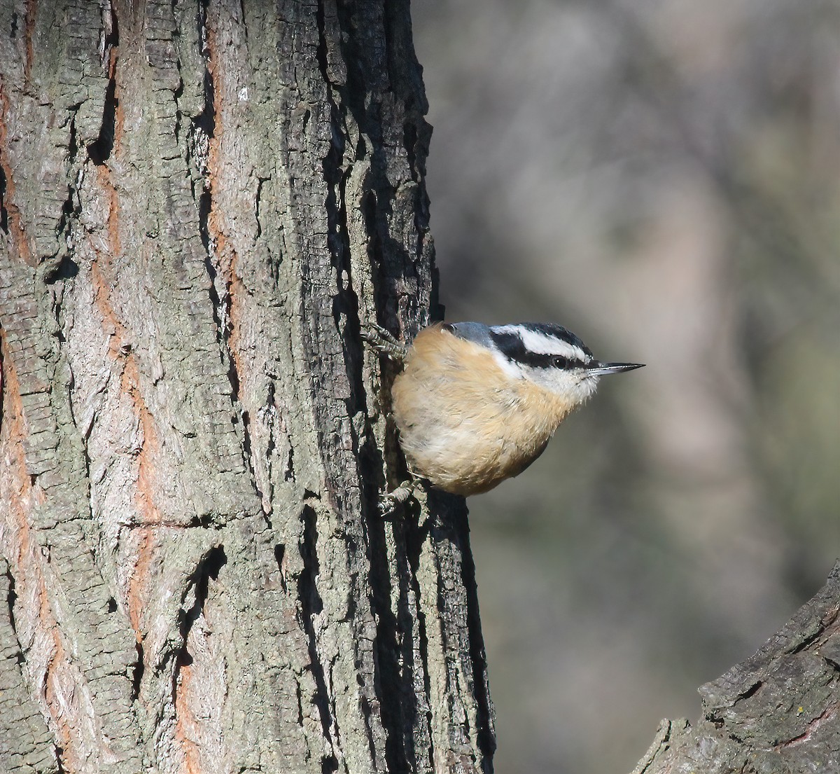 Red-breasted Nuthatch - ML613581132
