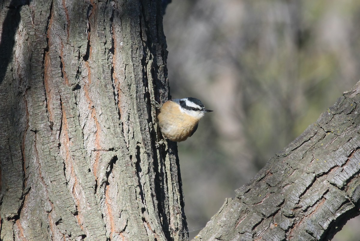 Red-breasted Nuthatch - ML613581135
