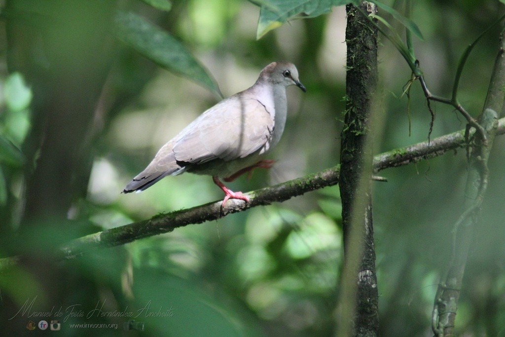 Gray-chested Dove - ML613581144