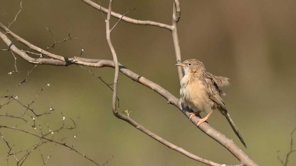 Common Babbler - ML613581147