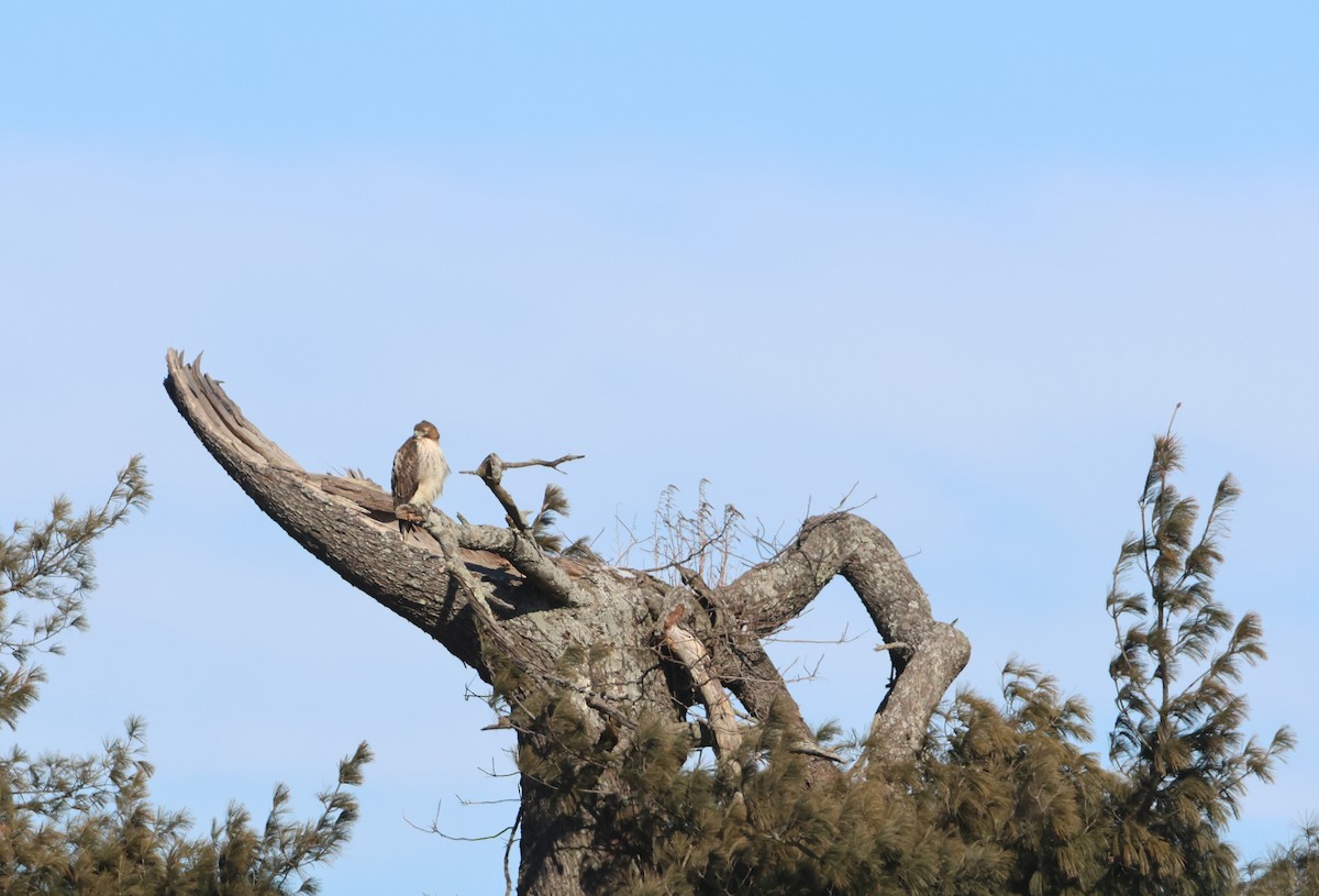 Red-tailed Hawk - Bence Kokay