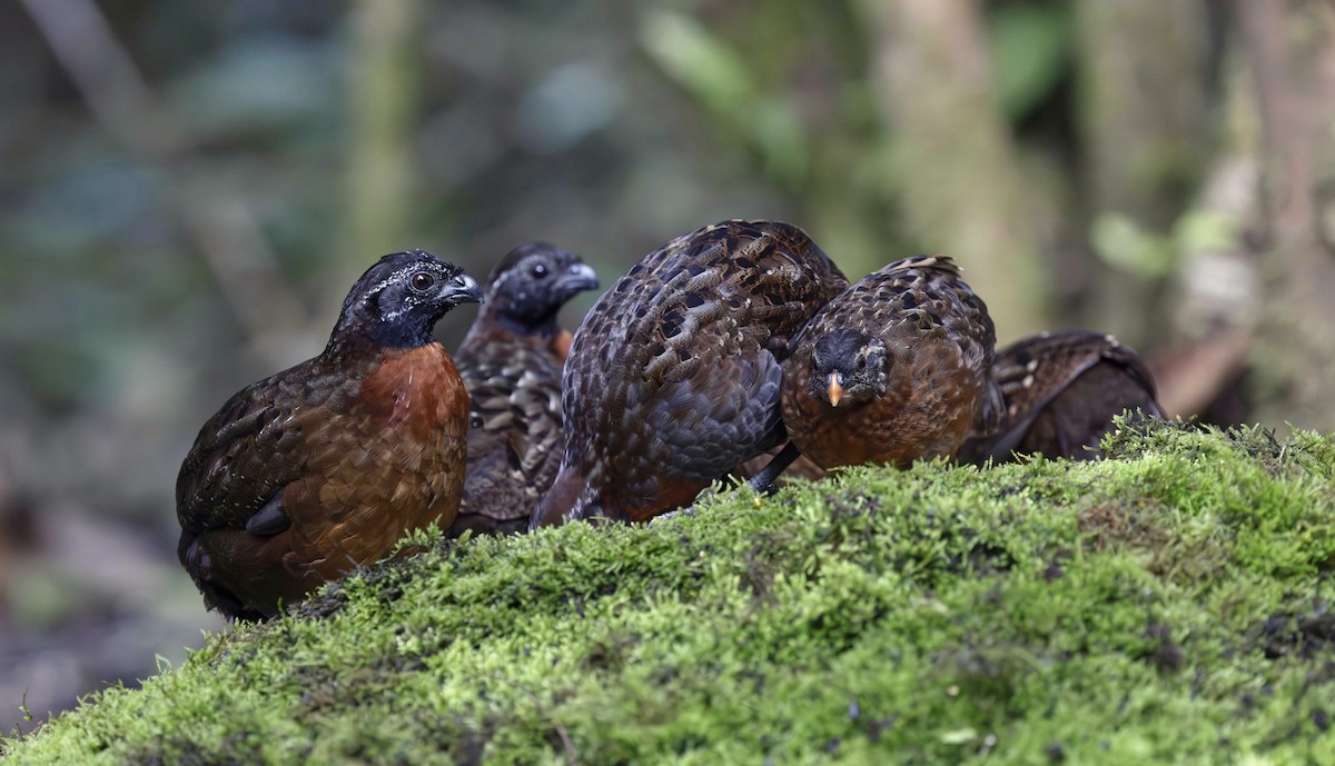 Rufous-breasted Wood-Quail - ML613581189