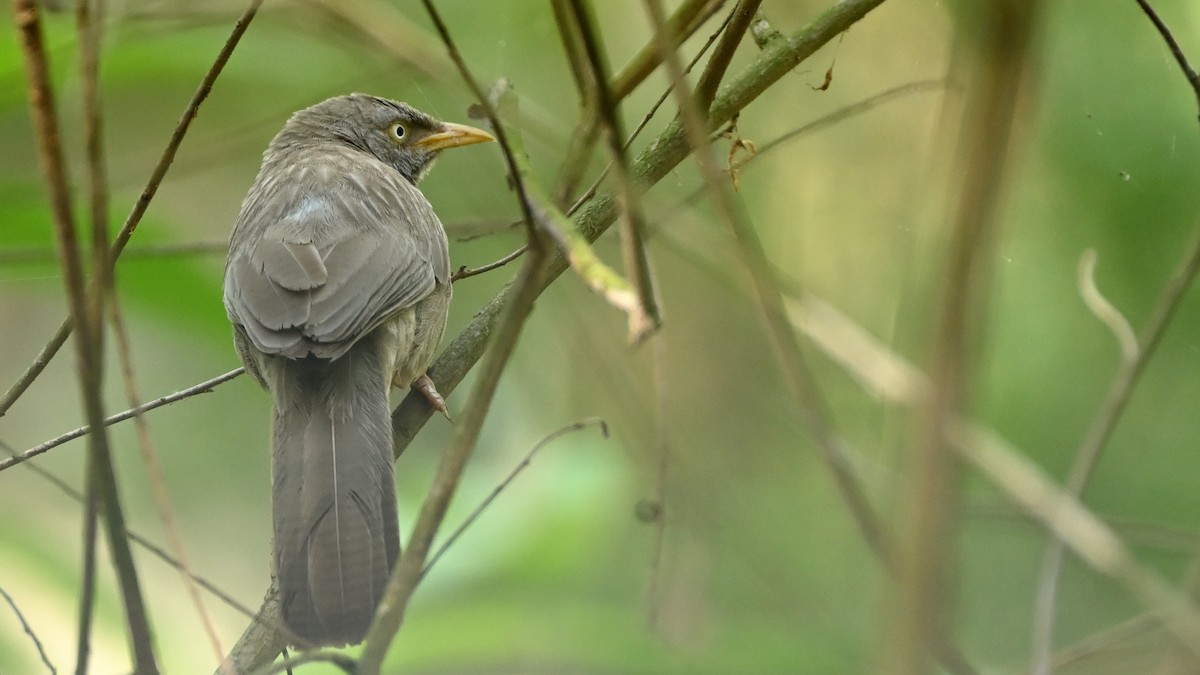 Jungle Babbler - ML613581199