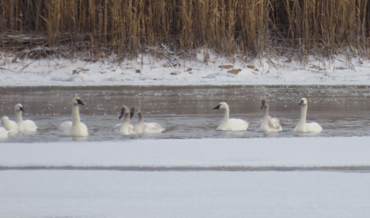 Tundra Swan - ML613581201